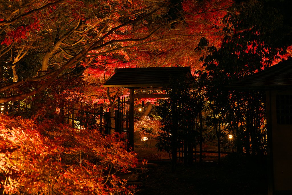 燃える秋