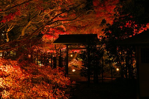 燃える秋