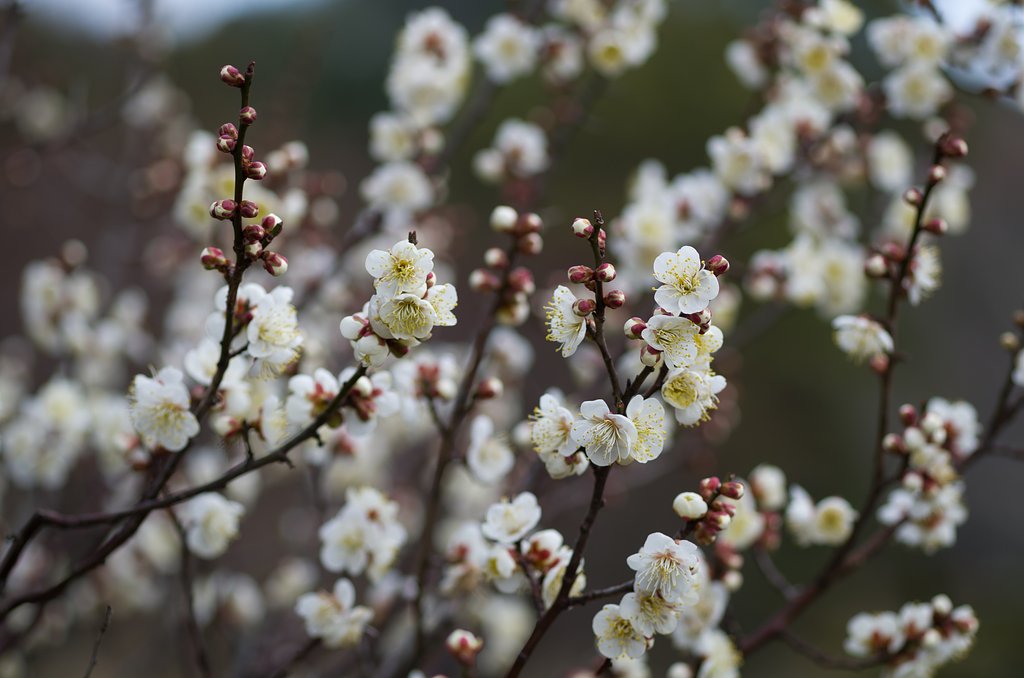 SIGMA MACRO 70mm F2.8