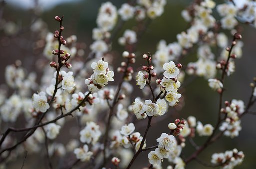SIGMA MACRO 70mm F2.8