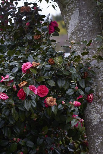 蕩けボケ写真とは