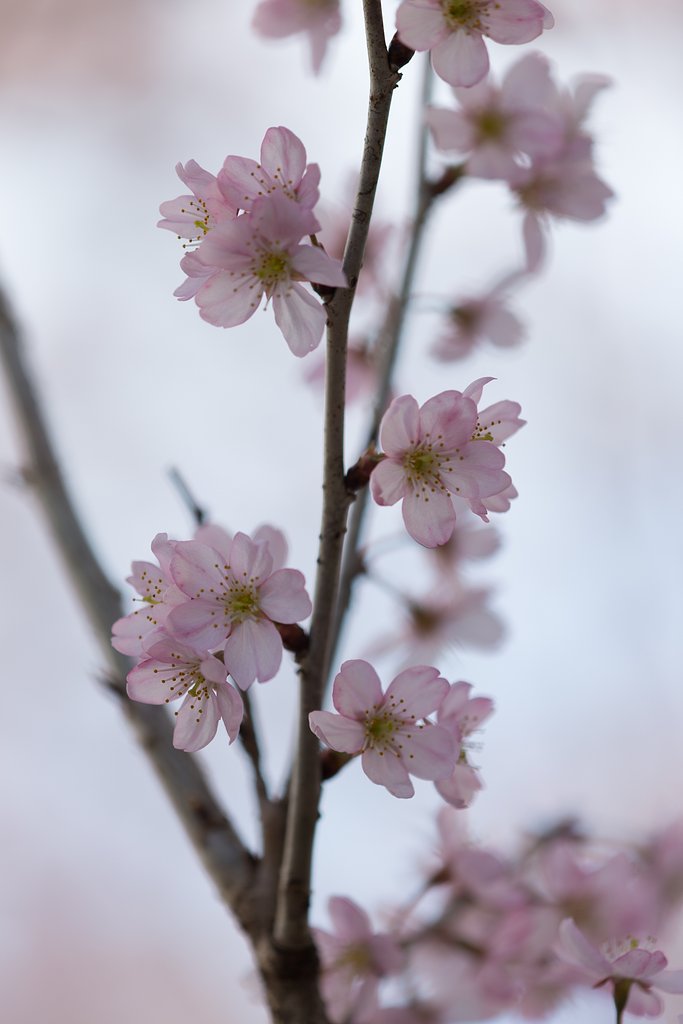 EF180mm F3.5 L MCRO