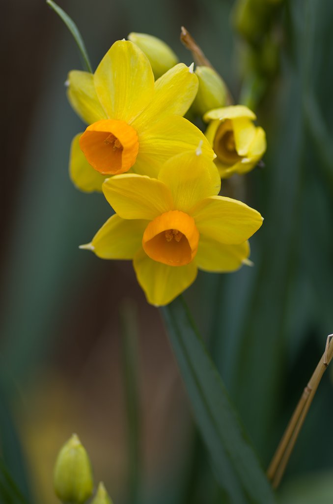 PENTAX-D FA MACRO 100mm F2.8