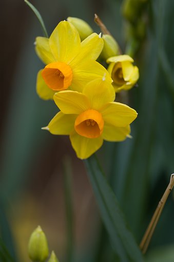 PENTAX-D FA MACRO 100mm F2.8