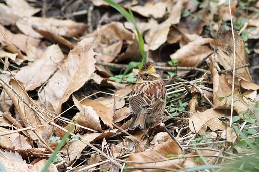 ミヤマホオジロ地べたもの