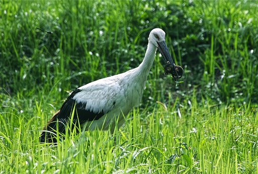 コウノトリ