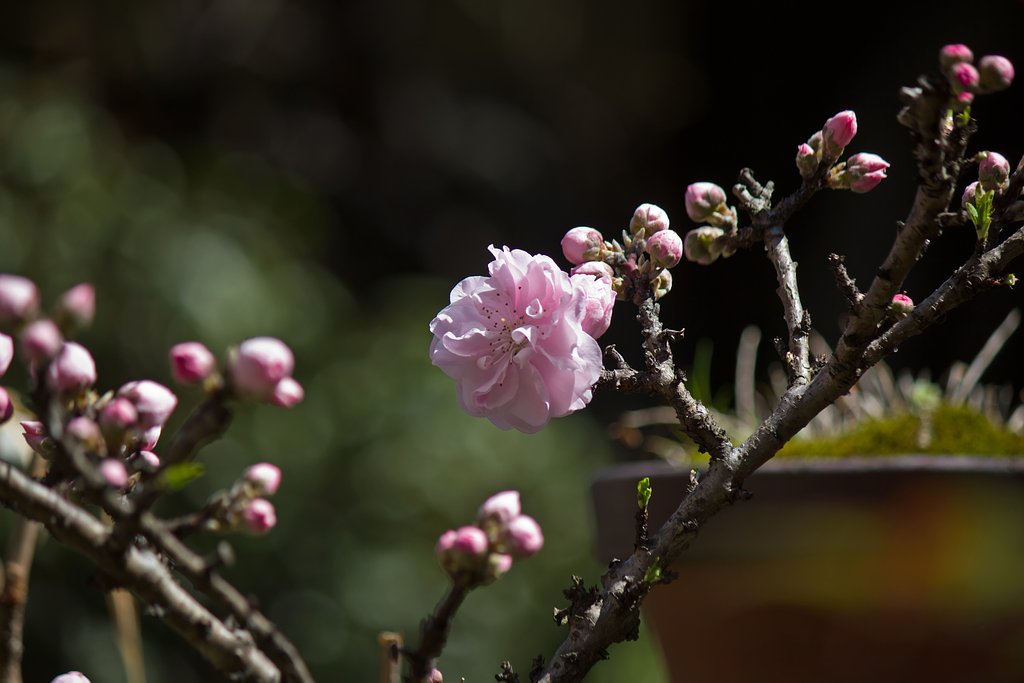 桃の花
