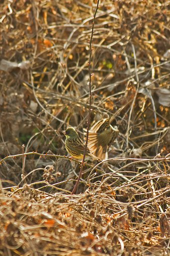 【動感】 アオジの枯れ野原