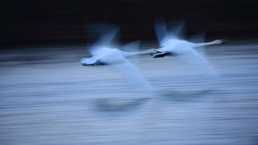 2015・流し初め