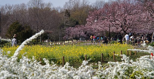 蘆花公園のミルフィーユ