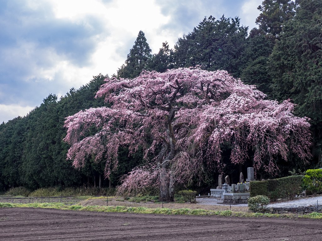 見守りしだれ桜