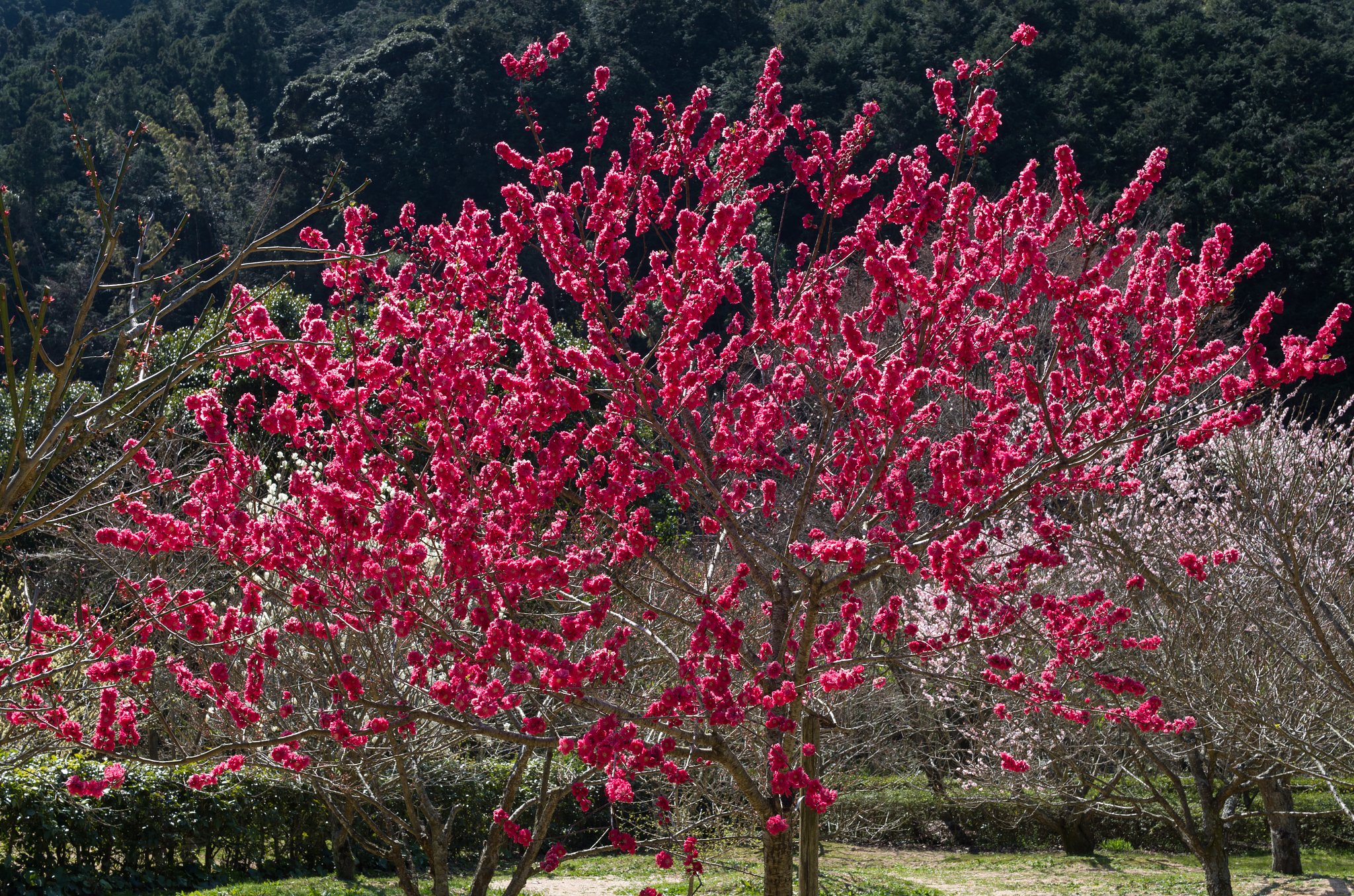 花桃