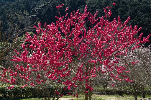 花桃
