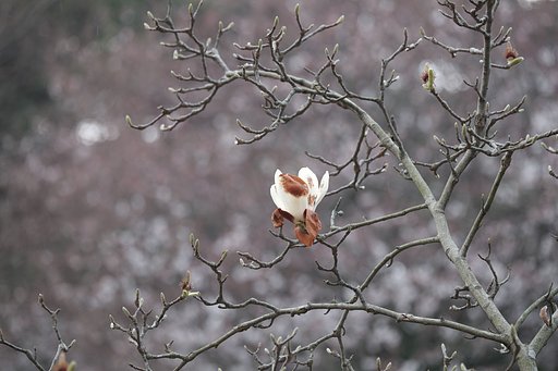 木蓮