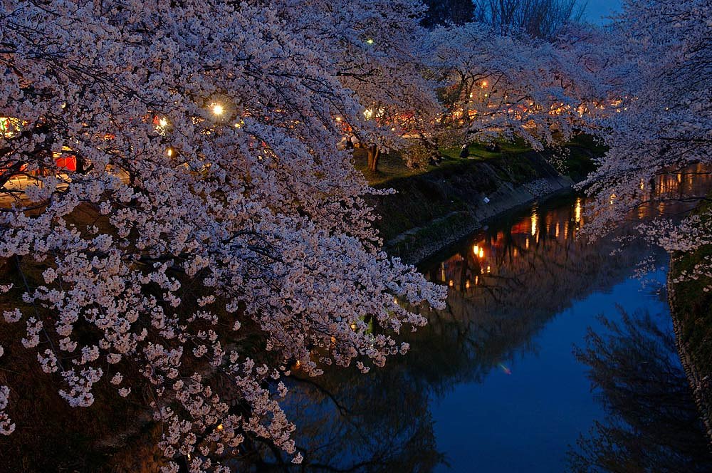 各務ヶ原夜桜