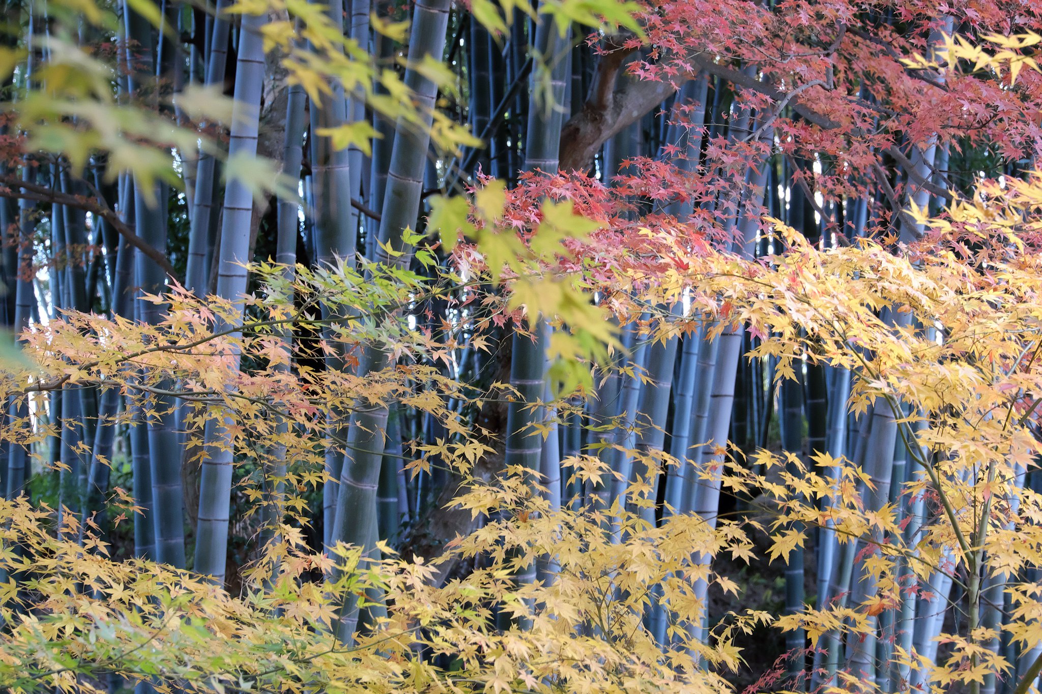 12月の紅葉