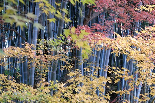 12月の紅葉