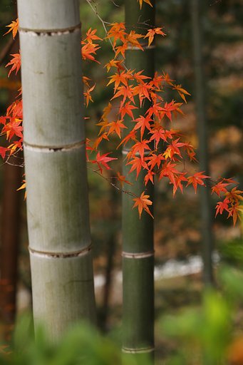 竹林紅葉