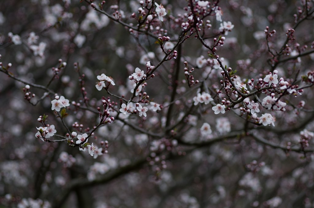 SIGMA MACRO 70mm F2.8