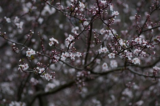 SIGMA MACRO 70mm F2.8
