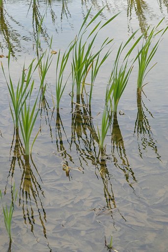 水草の映り