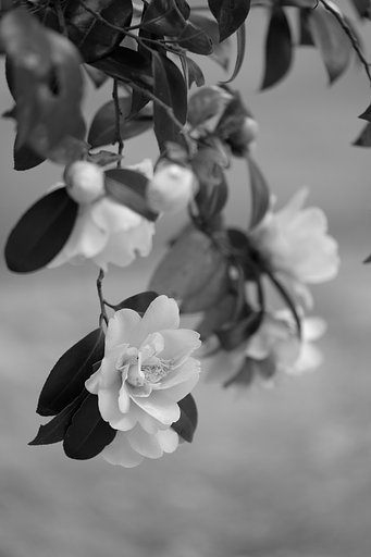 公園の花