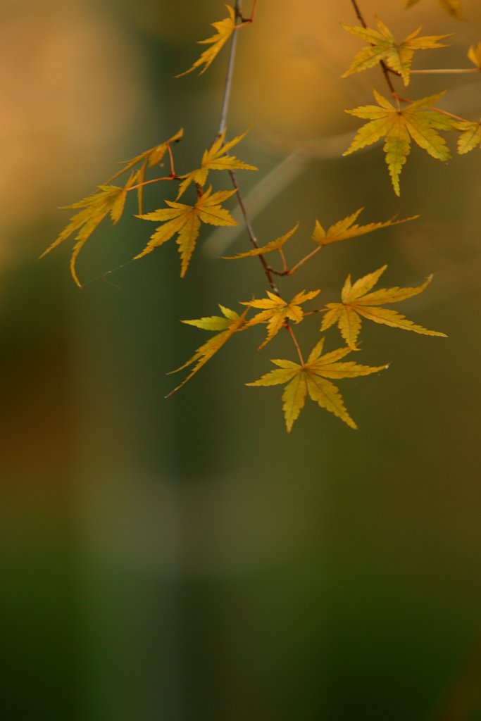 竹林紅葉　Ⅱ