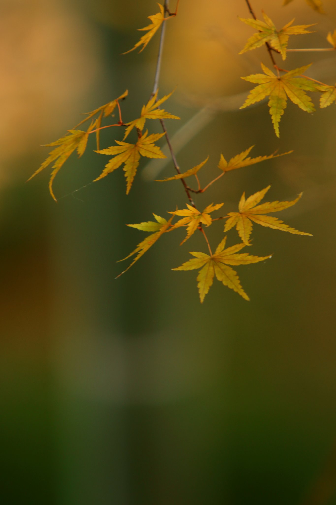 竹林紅葉　Ⅱ