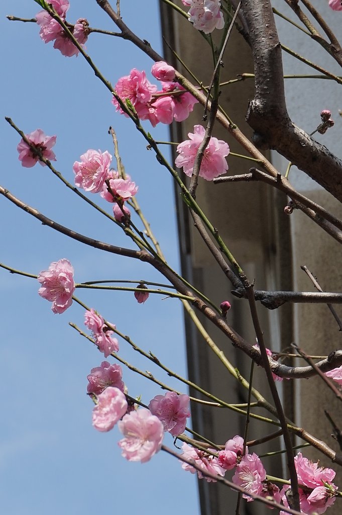 花桃