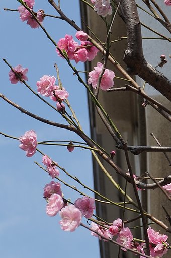 花桃