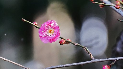 梅一号
