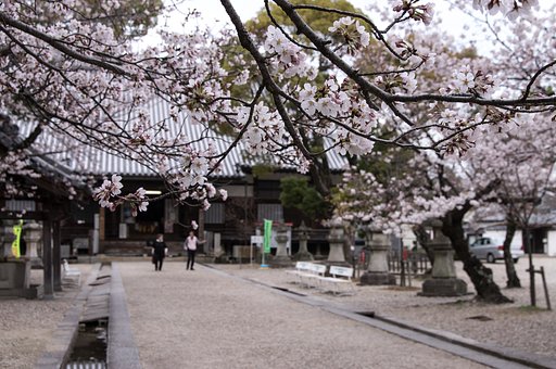大樹寺Ⅱ