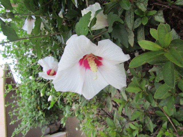 木槿の花の季節になりました