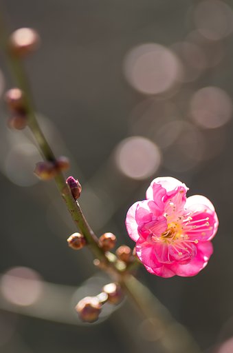 狂い咲き。。