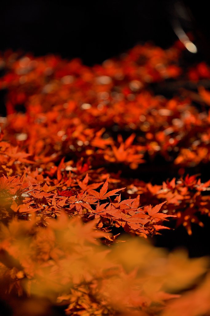 【縦画像】紅の絨毯