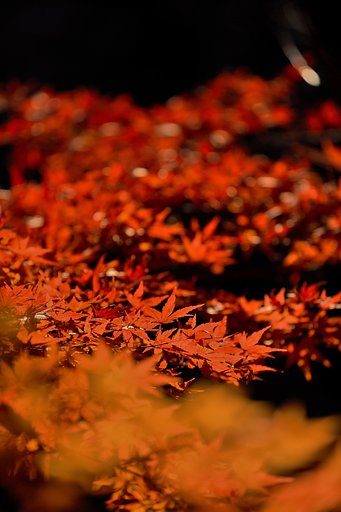 【縦画像】紅の絨毯