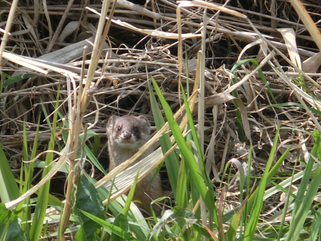イタチ