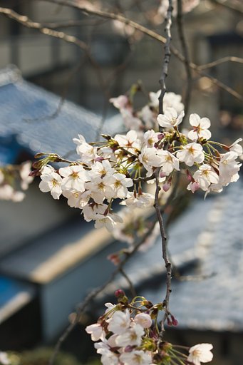 さくら咲く土手の街