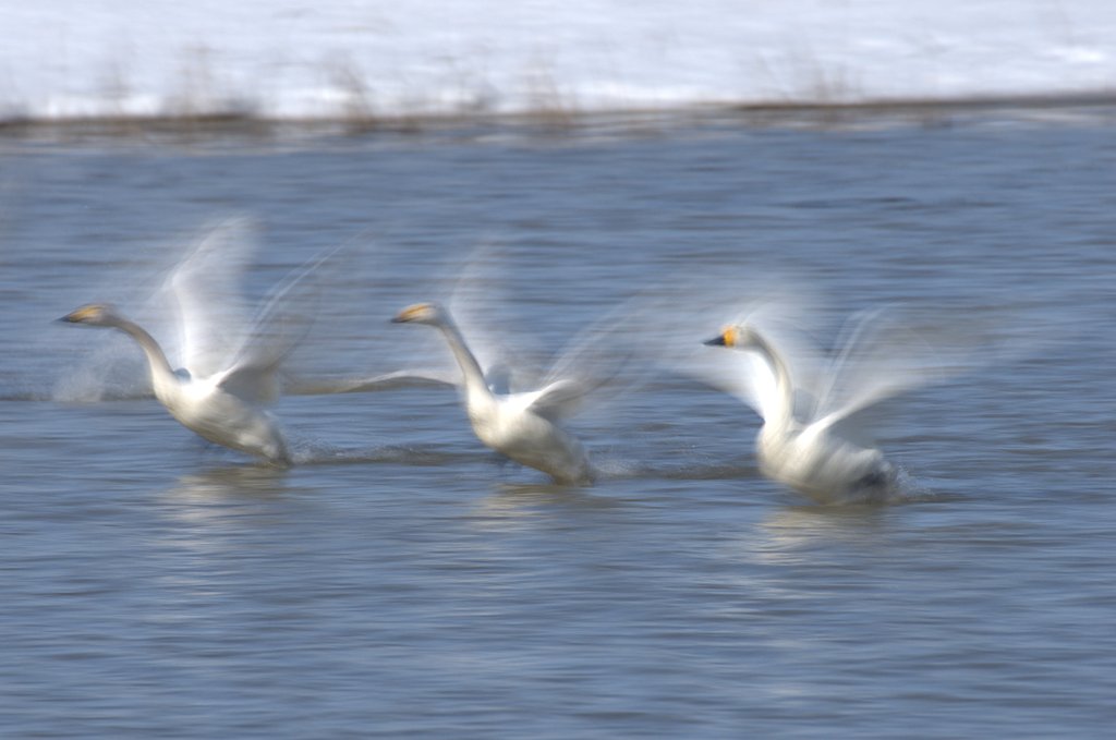 三連譜