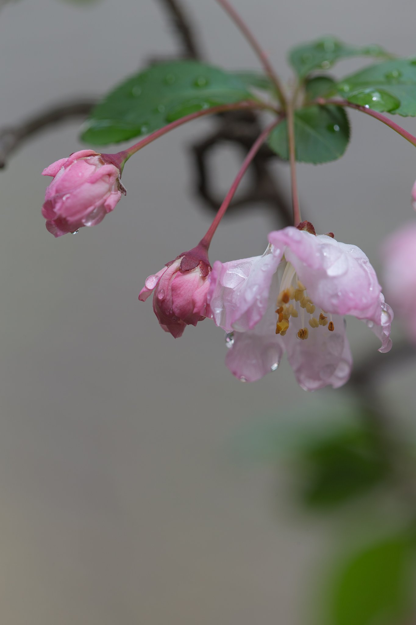 EF180mm F3.5 L MACRO