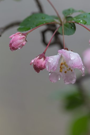 EF180mm F3.5 L MACRO
