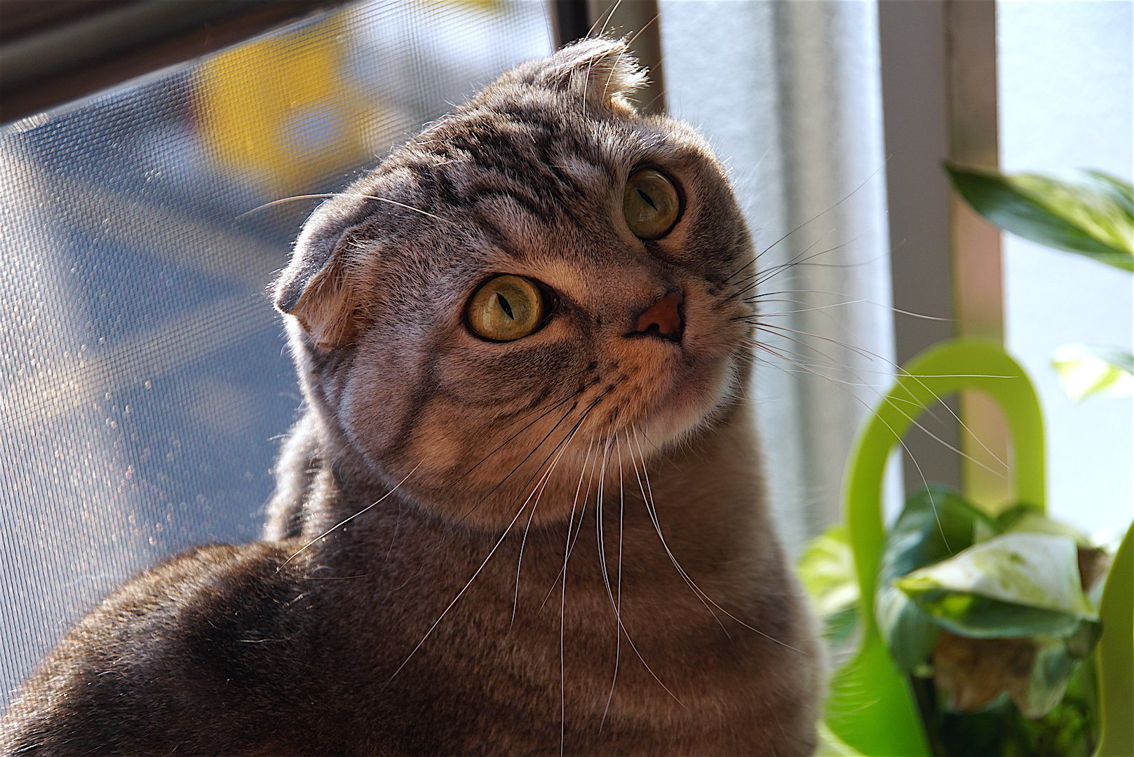 Scottish Fold