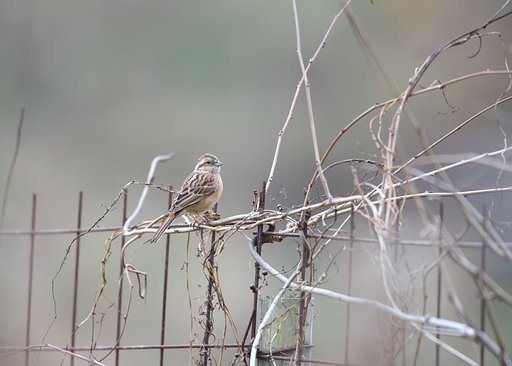 ホオジロ♀