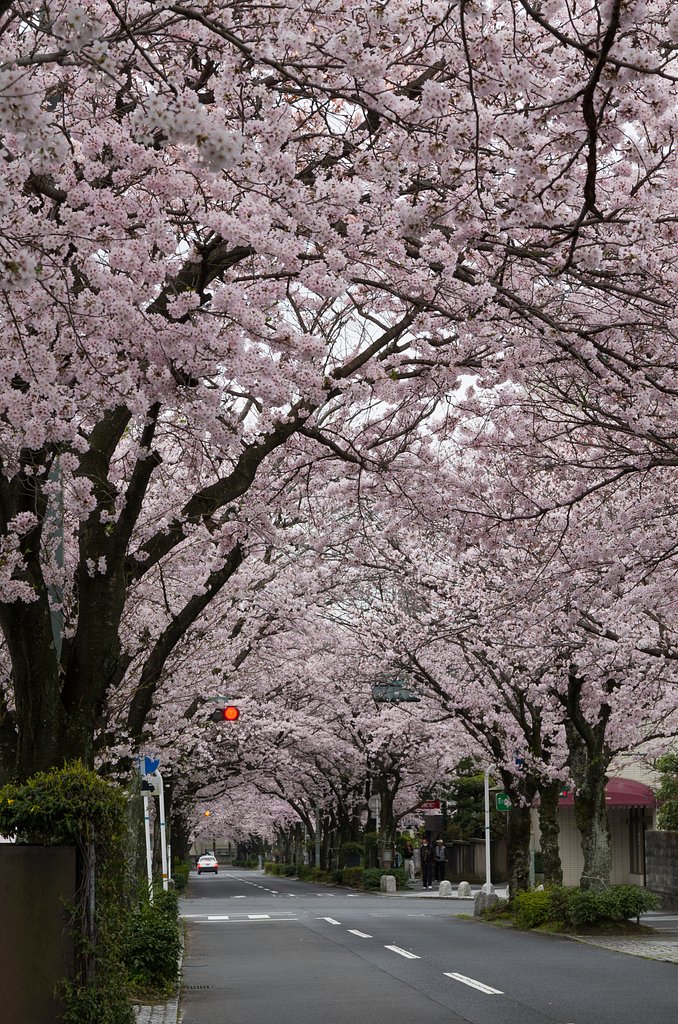桜並木