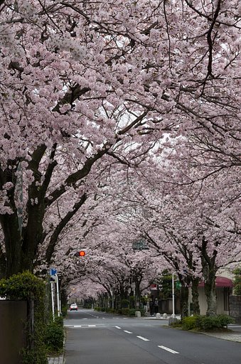 桜並木