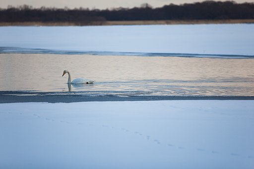 ウトナイ湖
