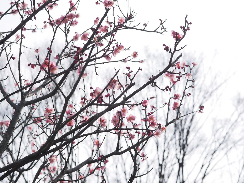 ガラスの花