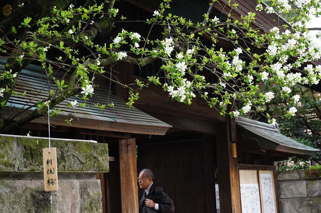 桜