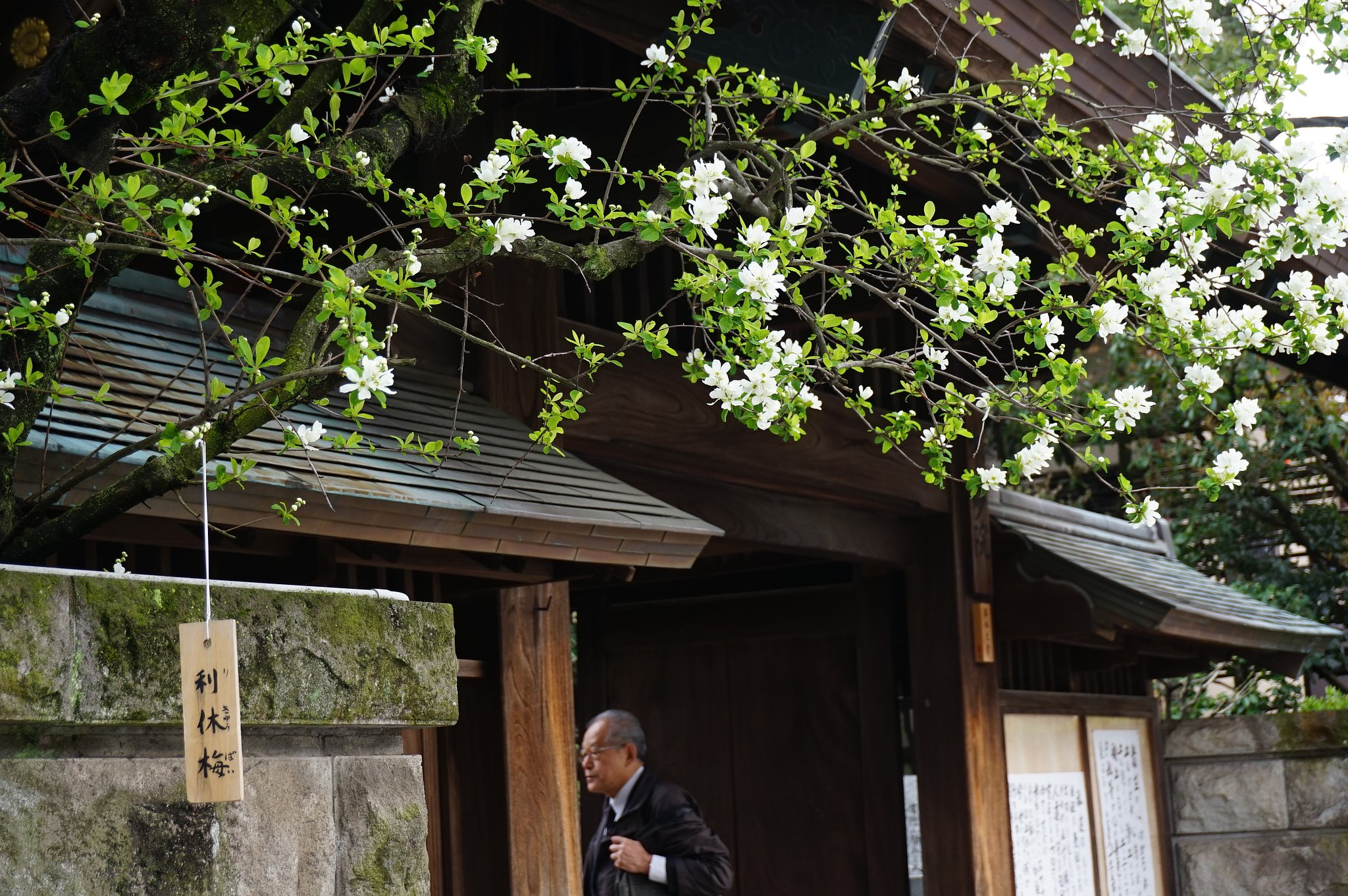 桜
