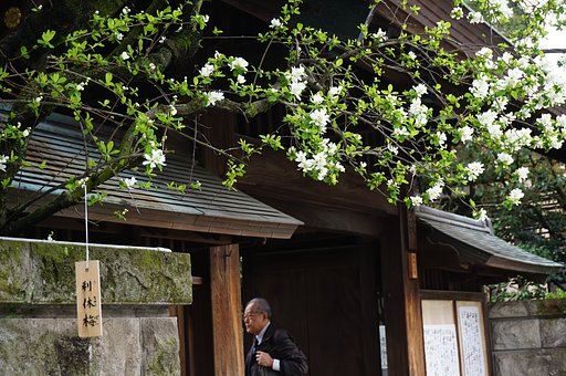 桜